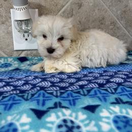 Kara- Amora - White female Miniature Schnauzer puppy in Pearland, Texas from K & S Schnauzers