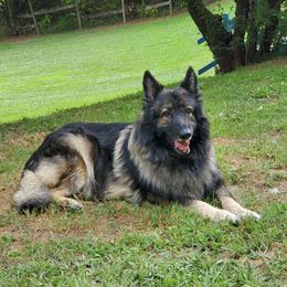 Shiloh Shepherds from Camp Daigles Shiloh Shepherds