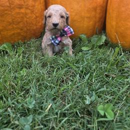 Blue - Cream male Goldendoodle puppy in Trinity, North Carolina from Gallimore Doodles