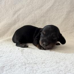 Angus - Black and tan male Dachshund puppy in Clifton, Idaho from Diamondline Doberman