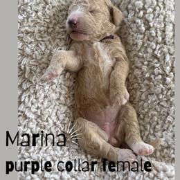 Marina - Cream female Goldendoodle puppy in Inez, Texas from Heavenly H Doodles