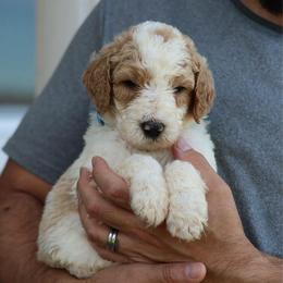 Scout - Parti male Goldendoodle puppy in Cherry Creek, New York from Doodles Pups of NY