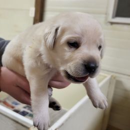 Sy - Yellow male Labrador Retriever puppy in Middleburg, Pennsylvania from Countrylanes labs