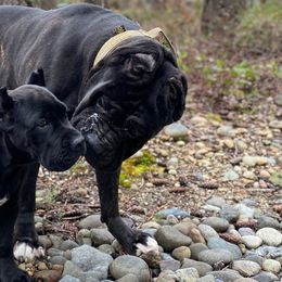 Cane Corso from Loch and Spruce Cane Corso