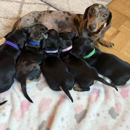 Dachshund puppies from R & M Dachshunds