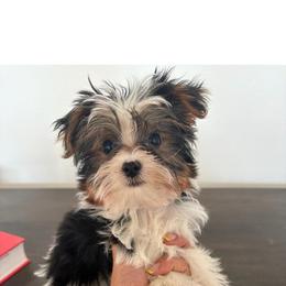 Spots, Oreo - Parti male Yorkshire Terrier puppy in Jamul, California from Socal Puppy