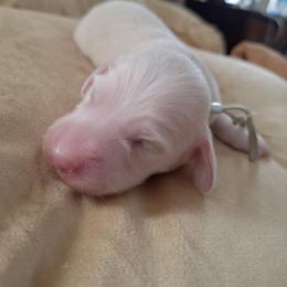 Puppy 2 Mint Collar Male Longhair - Cream male Dachshund puppy in Gordon, Georgia from Long Dogs Yellow Farm