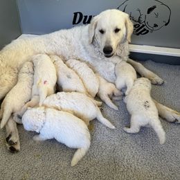 Kuvasz and Pumi Puppies from Ederra (Kuvasz and Pumi)