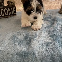 Biewer Terrier, Pomeranian, Poodle, and Yorkshire Terrier Puppies from Heartland small breeds