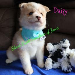 Daisy - Merle female Pomsky puppy in Zearing, Iowa from Short Creek Pomskies of Iowa