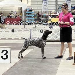 German Shorthaired Pointer All Grown Up from Windward German Shorthaired Pointers