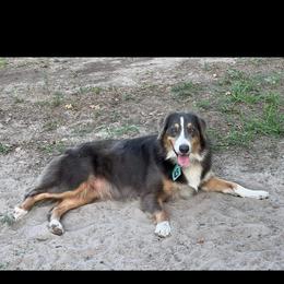 Australian Cattle Dog, Australian Shepherd, Companion Cross, and Miniature Australian Shepherd Puppies from MK Aussies