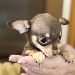 Dobie - Chocolate and tan male Chihuahua puppy in Fallon, Nevada from Blue Chihuahuas of Nevada