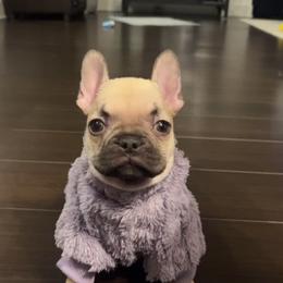 French Bulldog Puppies from Ritchie’s Frenchies
