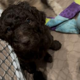Poodle Puppies from Royal Dixie Poodles