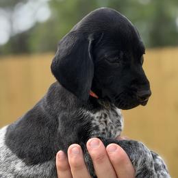 Clemons Orange collar - Black roan female German Shorthaired Pointer puppy in Six Mile, South Carolina from The Proper Pointer Co.