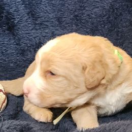 Topaz - Caramel female Labradoodle puppy in Fostoria, Michigan from North Country Kennel Club