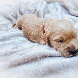 Goldendoodle Puppies from Peachy Doodles