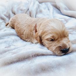 Goldendoodle Puppies from Peachy Doodles