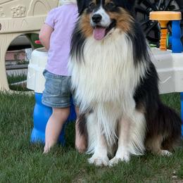Clyde - Australian Shepherd