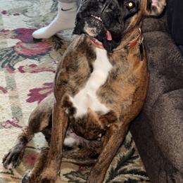 Leena - Boxer