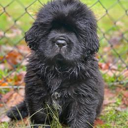 Newfoundlands from Eve Caimano's Newfoundlands
