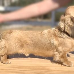 PD - Dachshund