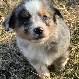 Toy Australian Shepherd Puppies from Kickapoo Creek Toy Aussies