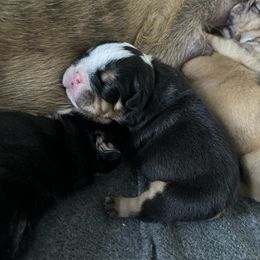 Bernedoodle and Bulldog Puppies from BreDoodles English Bulldogs & Bernedoodles