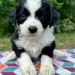 Girl 6 - Black and white female Aussiedoodle puppy in Hillsboro, Illinois from Perfect Paws Puppies