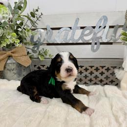 Sugar Cookie - Tri-color male Bernedoodle puppy in Hegins, Pennsylvania from Bubbling Springs Doodles, LLC