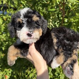 Nelly - Tri-color male Bernedoodle puppy in Tucson, Arizona from Adored Poodle & Doodles