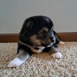 Luna - Black and tan Shiba Inu puppy in Iowa from Jordan's Shiba Inu