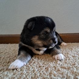 Luna - Black and tan Shiba Inu puppy in Iowa from Jordan's Shiba Inu