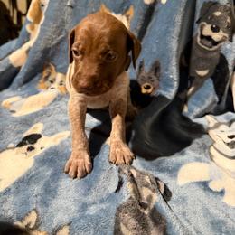 Blue - Liver roan male German Shorthaired Pointer puppy in Jackson, Georgia from Rosengrace Gsps (formerly Tiner GSP’s)