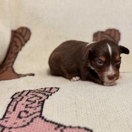 Miniature Australian Shepherd Puppies from B&B Little Aussie Gems