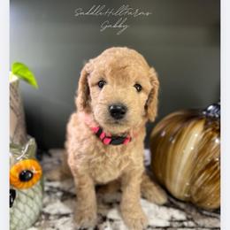 Gabby - Apricot female Goldendoodle puppy in Rienzi, Mississippi from Saddle Hill Farms