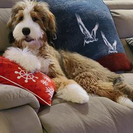 Bernedoodle All Grown Up from Backwoods Bernedoodles