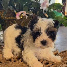 Female 1 - Parti female Yorkshire Terrier puppy in Lafayette, Georgia from Berggipfel Yorkies