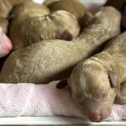 Goldendoodles from Sunset Central Doodles