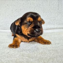 Oliver - Black and tan male Yorkshire Terrier puppy in Blacksburg, South Carolina from Hess Pooches LLC