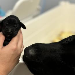 Flat-Coated Retriever Puppies from Flatline Flat-Coated Retrievers