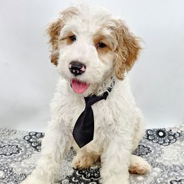 Marshmallow - Red male Bernedoodle puppy in Neillsville, Wisconsin from Rose River Farms