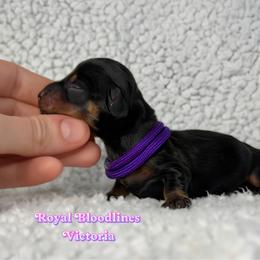 Victoria - Black and tan female Dachshund puppy in Wooldridge, Missouri from Royal Bloodline Canines