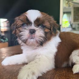Rosie - Brindle female Shih Tzu puppy in Stroudsburg, Pennsylvania from Puppyville Pa Shih Tzu & frenchies