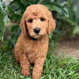 Mikey - Apricot male Goldendoodle puppy in Willacoochee, Georgia from Kitandkboodle's Doodles