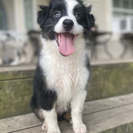 Miniature Australian Shepherd Puppies from Akasta Aussies