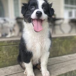 Miniature Australian Shepherd Puppies from Akasta Aussies