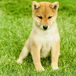 Lacey - Red female Shiba Inu puppy in Trenton, Nebraska from Prairie Shibas