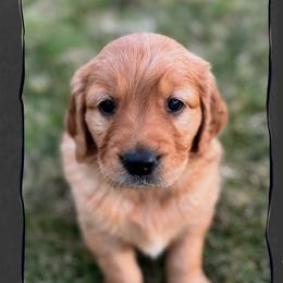 Prance (purple collar) - Dark golden female Golden Retriever puppy in Walla Walla, Washington from The Sayler Farm